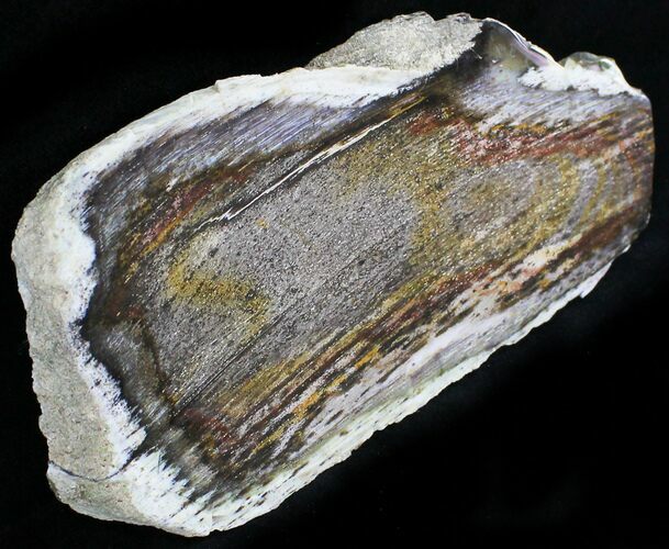 Petrified Wood - Columbia River Basalt #24214